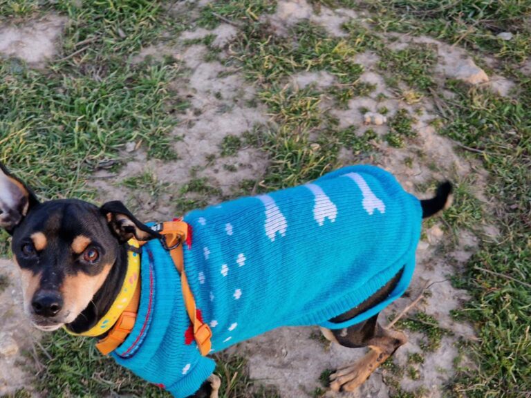 multimedia-foto81826-536-1