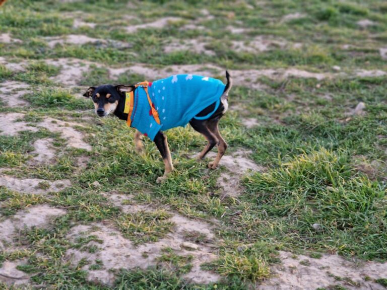 multimedia-foto81827-536-1