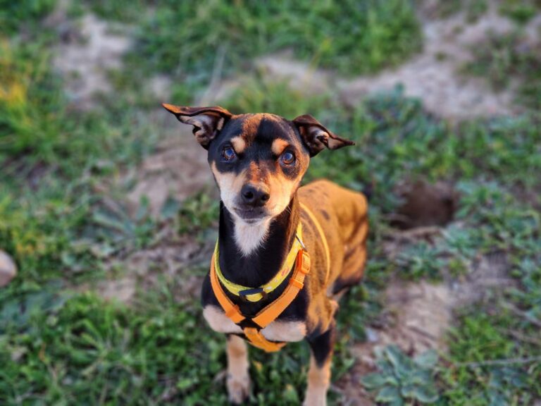 multimedia-foto81828-537-1