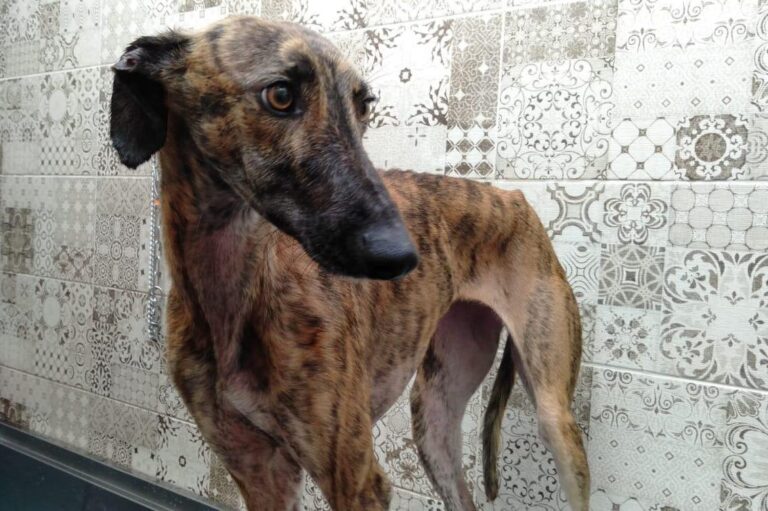 multimedia-foto81842-167-1