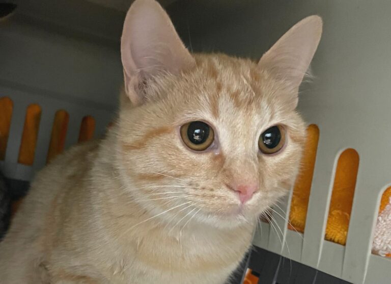 multimedia-foto81844-628-1