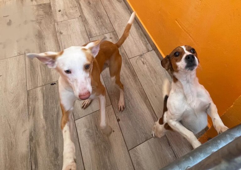 multimedia-foto81846-733-1