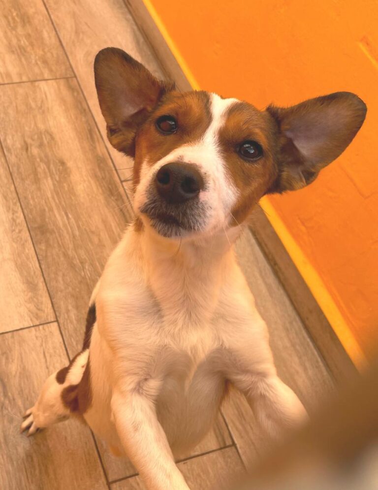 multimedia-foto81848-734-1