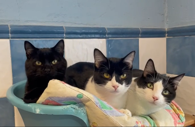 multimedia-foto81865-687-1