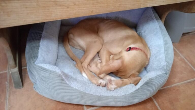 multimedia-foto81945-383-1