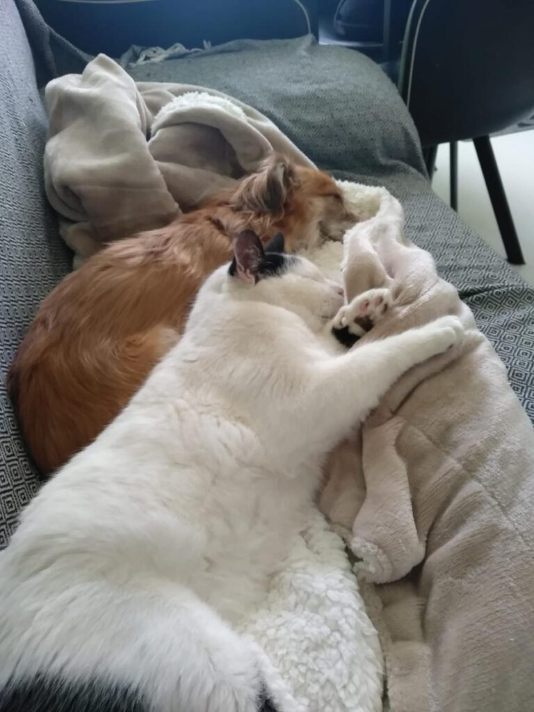 multimedia-foto81949-490-1