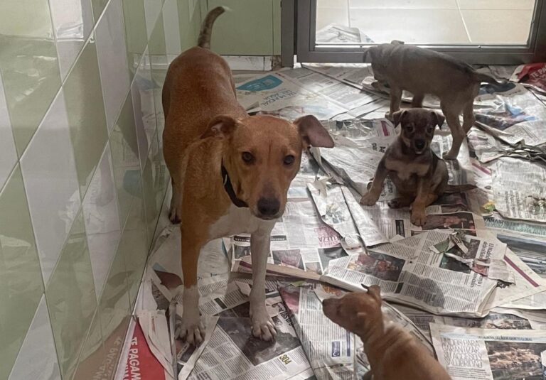 multimedia-foto81953-544-1