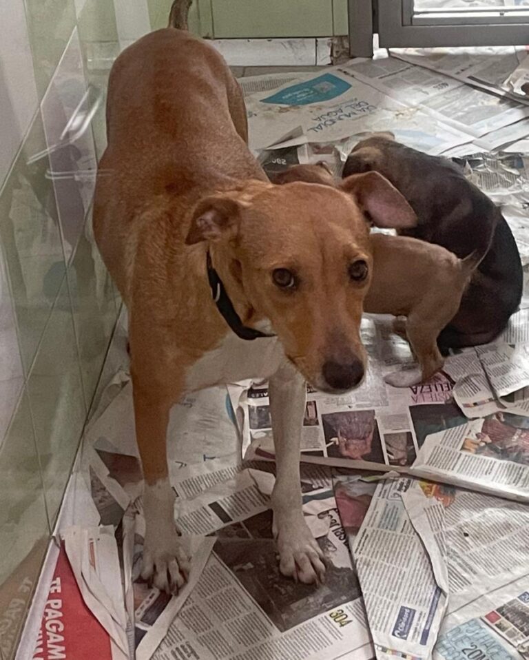 multimedia-foto81954-544-1