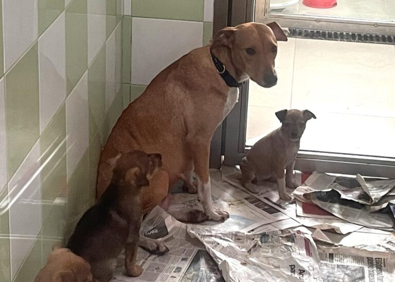 multimedia-foto81955-544-1