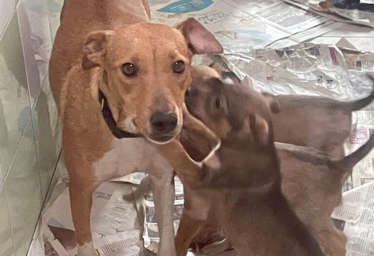 multimedia-foto81956-544-1