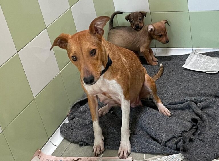 multimedia-foto81959-545-1