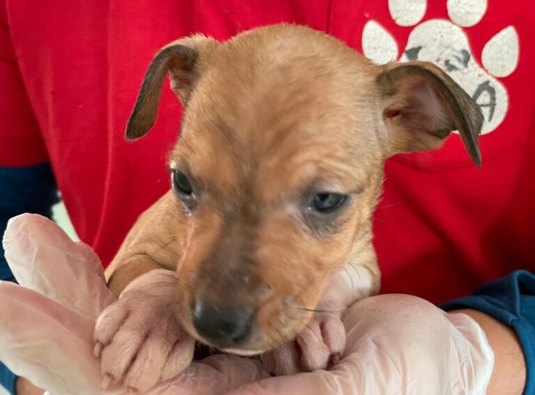 multimedia-foto82001-403-1