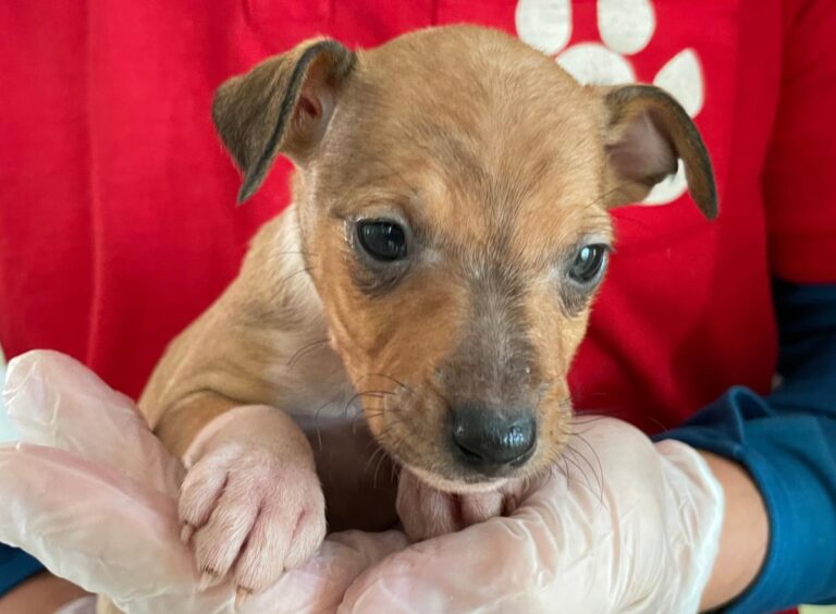 multimedia-foto82002-404-1