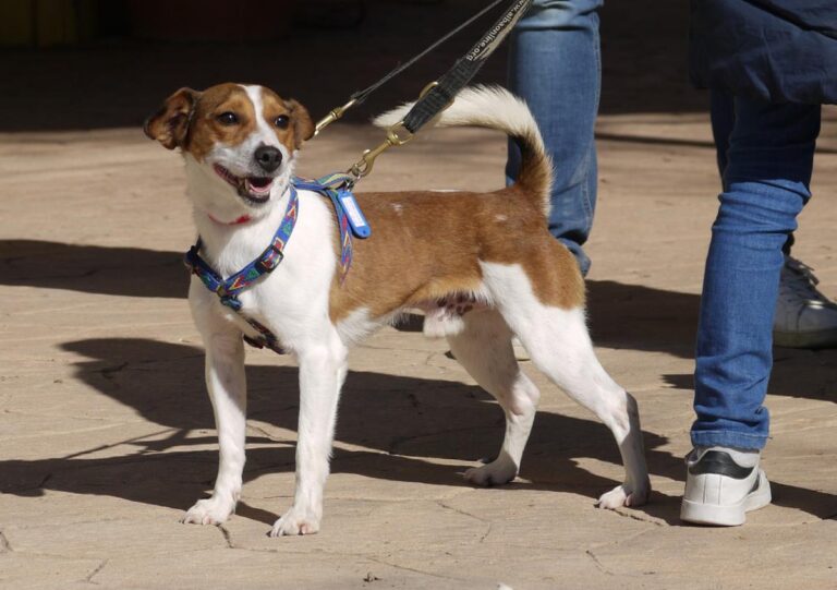 multimedia-foto82018-575-1