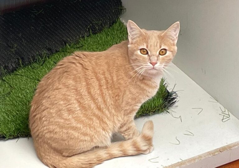 multimedia-foto82040-831-1