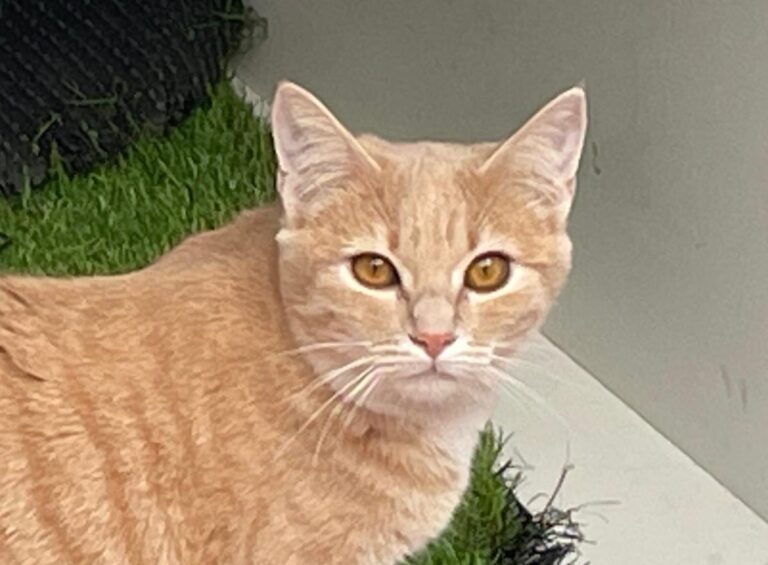 multimedia-foto82041-831-1