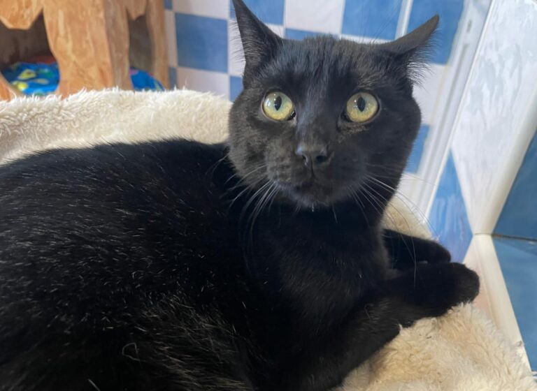 multimedia-foto82044-891-1