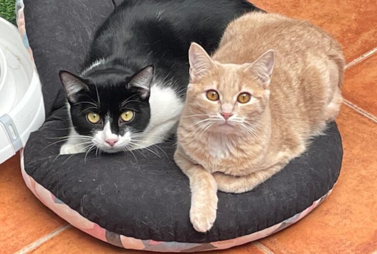 multimedia-foto82046-936-1