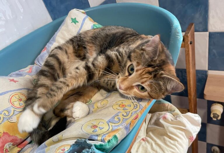 multimedia-foto82048-969-1