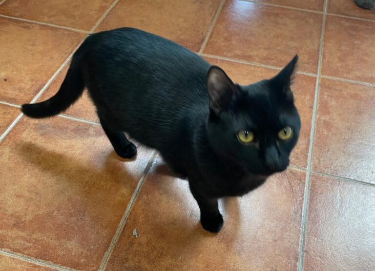 multimedia-foto82049-171-1