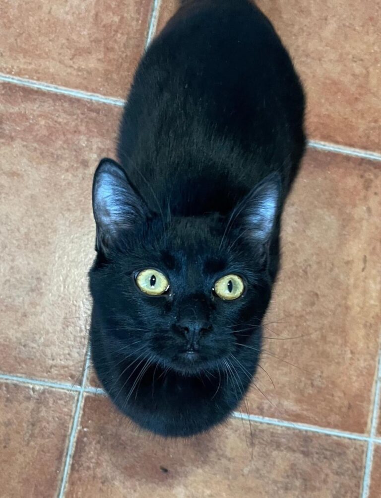 multimedia-foto82050-171-1