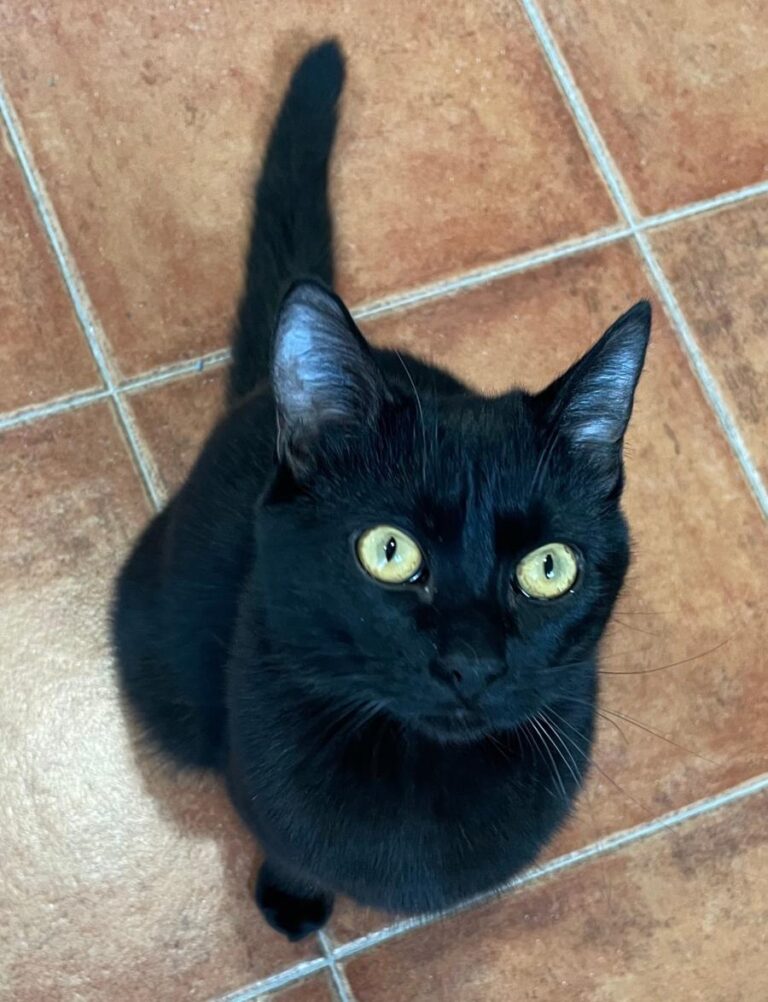 multimedia-foto82051-171-1