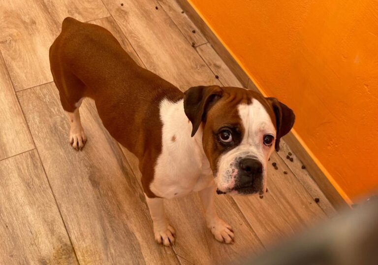 multimedia-foto82053-455-1