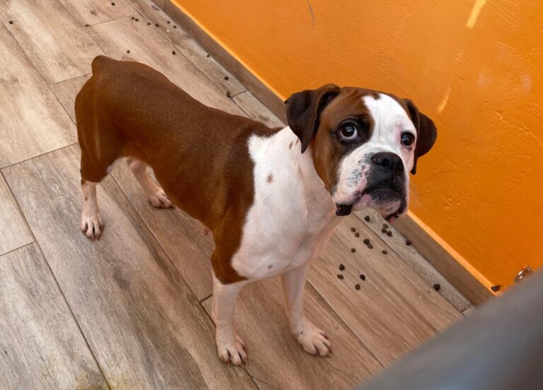 multimedia-foto82055-455-1