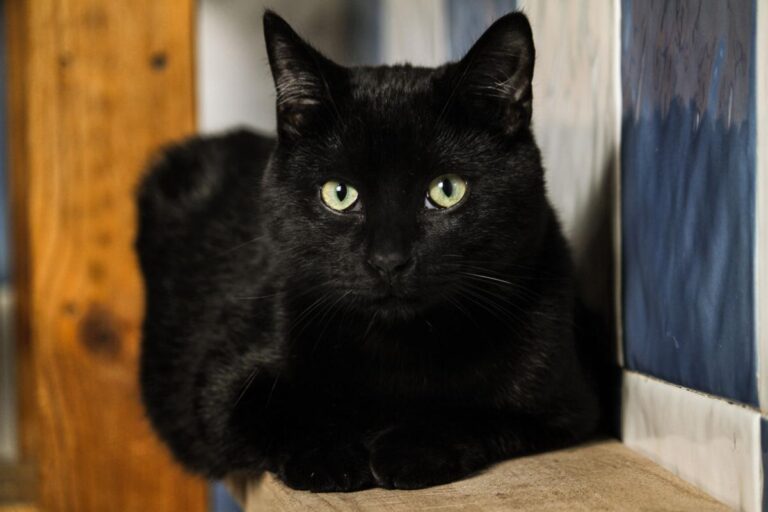 multimedia-foto82102-166-1