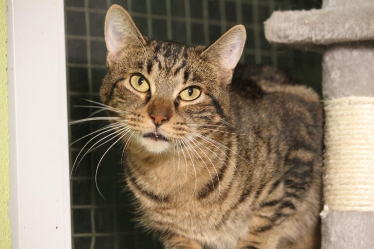 multimedia-foto82104-305-1