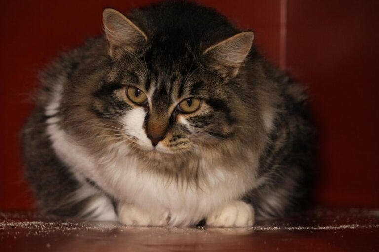 multimedia-foto82105-490-1