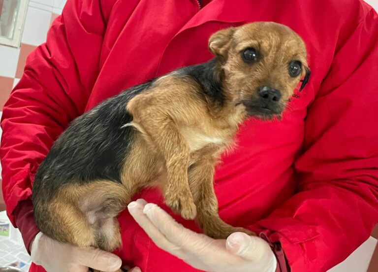 multimedia-foto82156-650-1