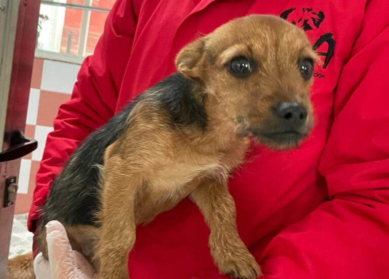 multimedia-foto82158-651-1