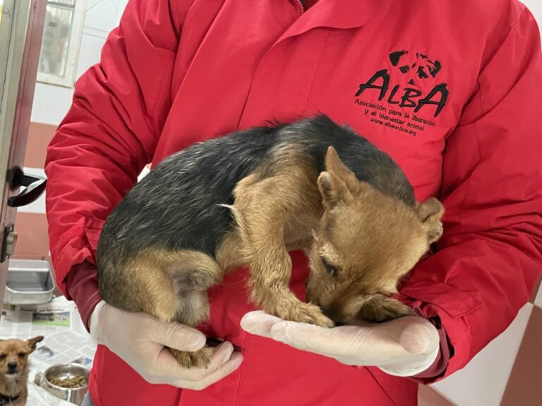 multimedia-foto82160-651-1