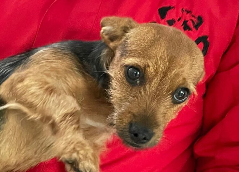 multimedia-foto82161-651-1