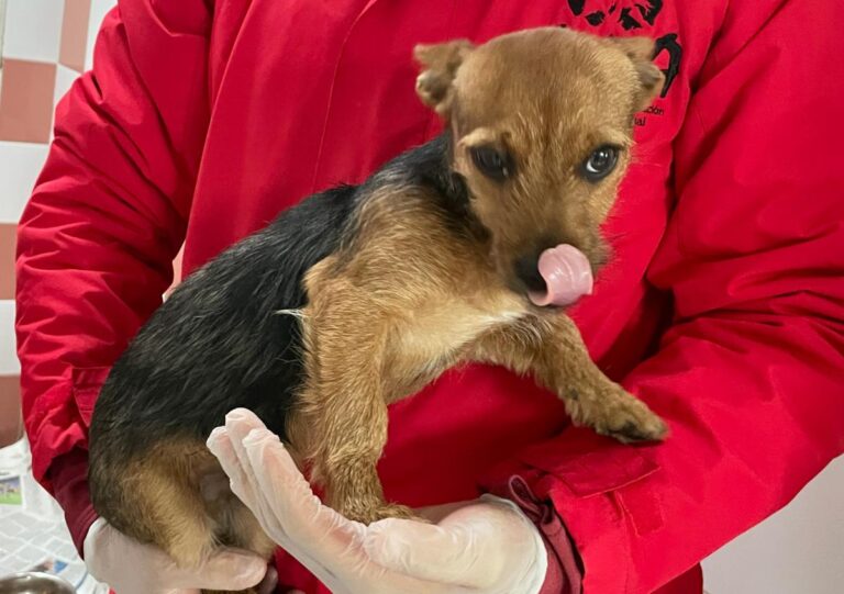 multimedia-foto82162-651-1