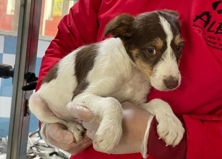 multimedia-foto82175-358-1