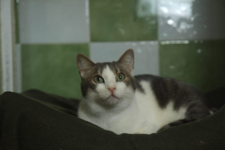 multimedia-foto82190-355-1