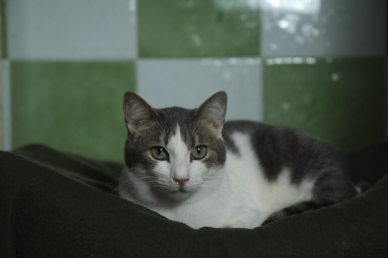 multimedia-foto82191-355-1