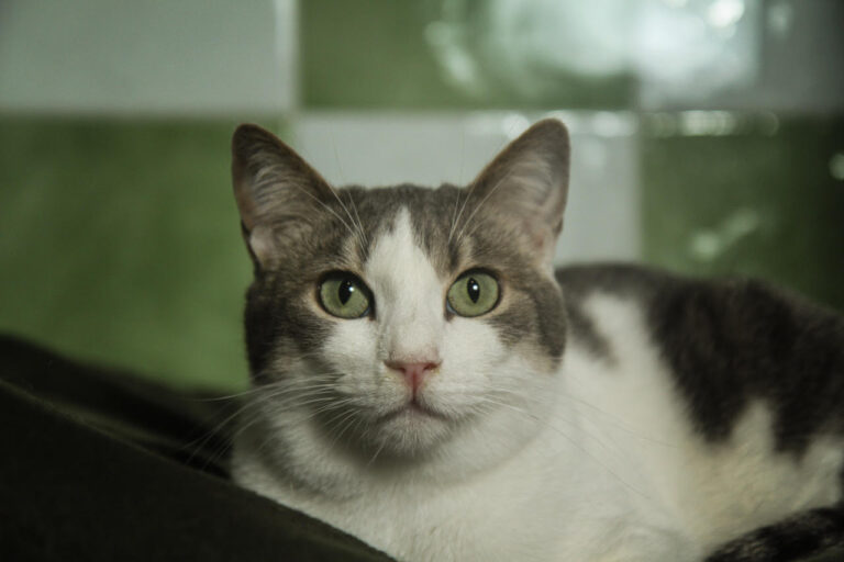 multimedia-foto82192-355-1