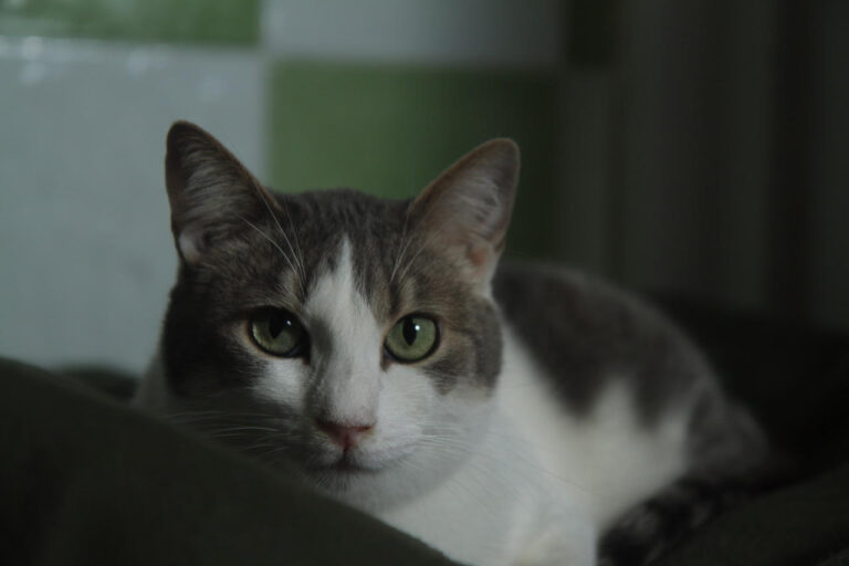 multimedia-foto82193-356-1