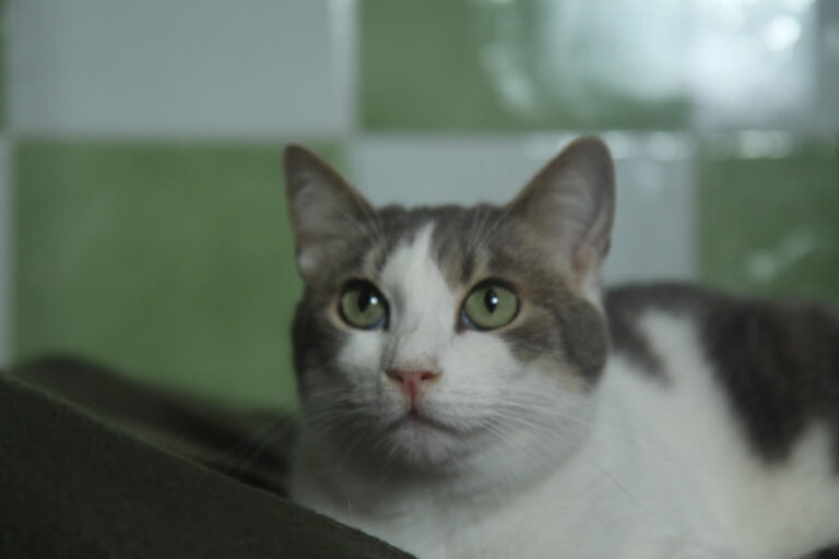 multimedia-foto82194-356-1