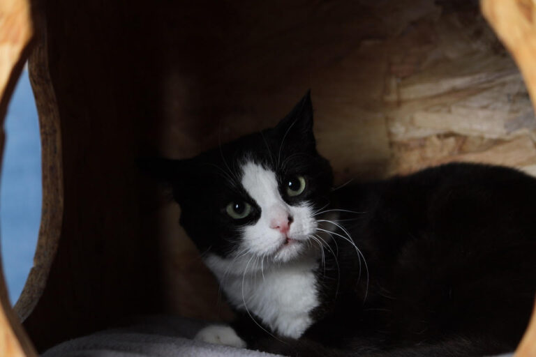 multimedia-foto82204-551-1