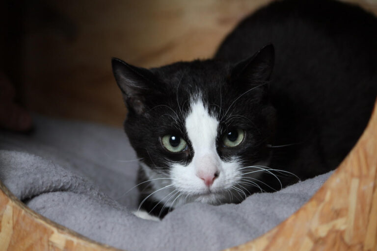 multimedia-foto82205-551-1