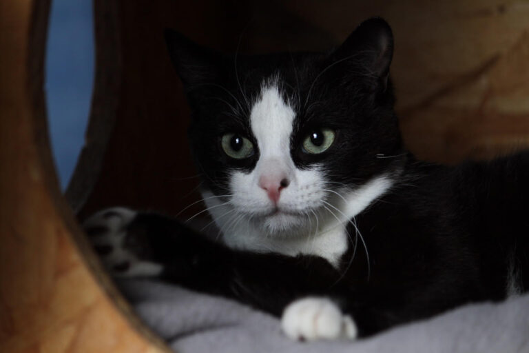 multimedia-foto82206-551-1