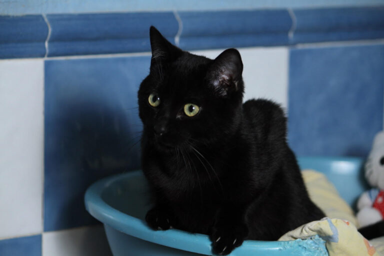 multimedia-foto82208-639-1