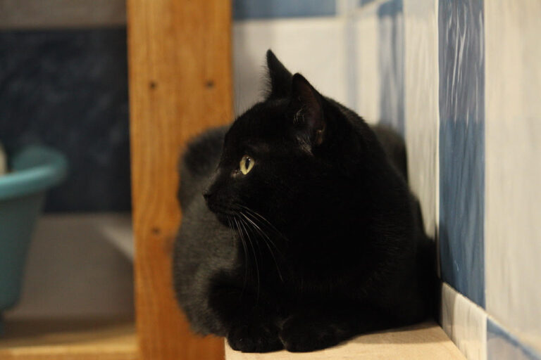 multimedia-foto82209-639-1