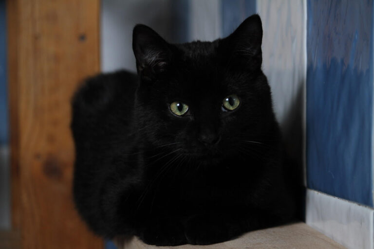 multimedia-foto82210-639-1