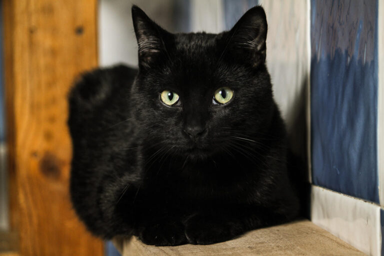 multimedia-foto82211-639-1