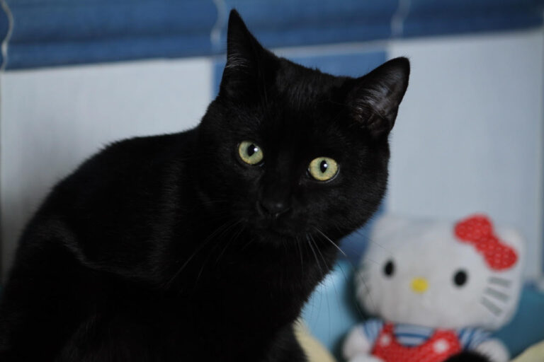 multimedia-foto82212-639-1